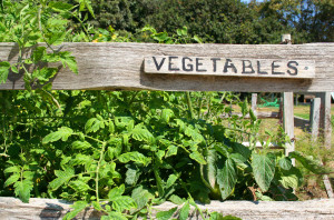 A vegetable garden with sign reading "vegetables."