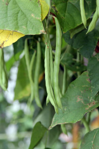Green beans growing on the vine in a vegetable garden.
