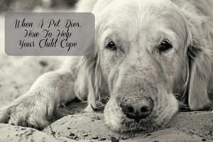 Close-up portrait of golden retriever dog with sad eyes at the park in summer