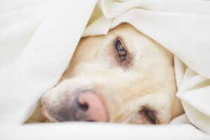 Tired labrador retriever is lying in the bed.